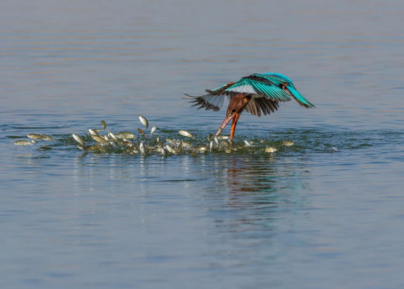 Superbes Photographie Doiseaux